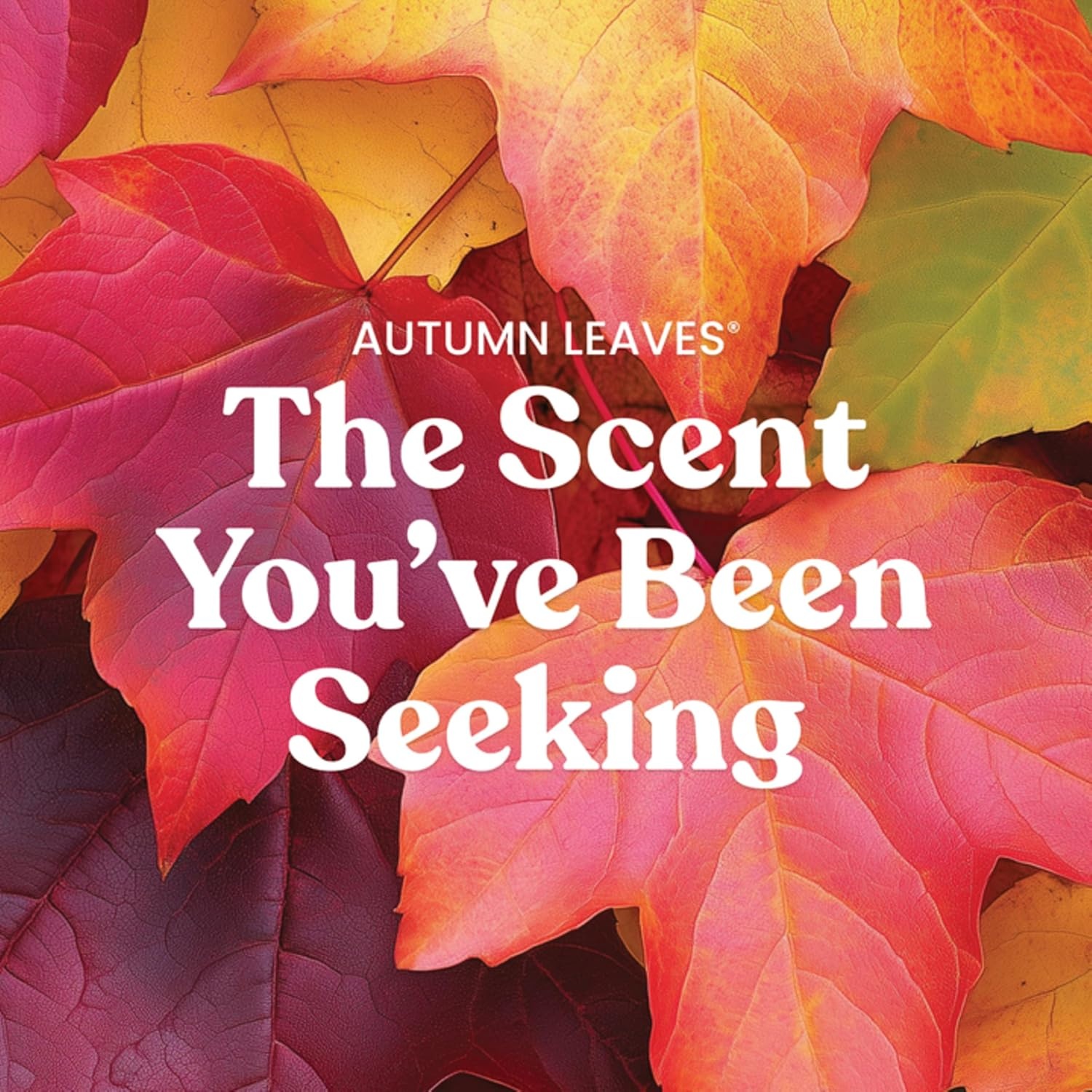 image:imageJar Candle 3 Wick